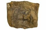 Fossil Dinosaur Vertebra Centrum - Judith River Formation #326438-1